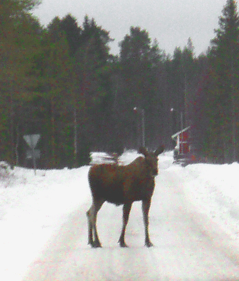 Älg